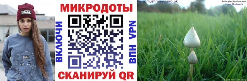 Купить закладки  Тайшет  Псилоцибиновые грибы GOLDEN TEACHER 